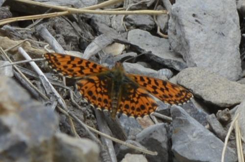 Boloria dia